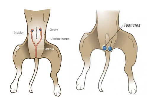 how long is a spay surgery for female dog